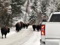 Yellowstone VHF Exercise Bison.jpg